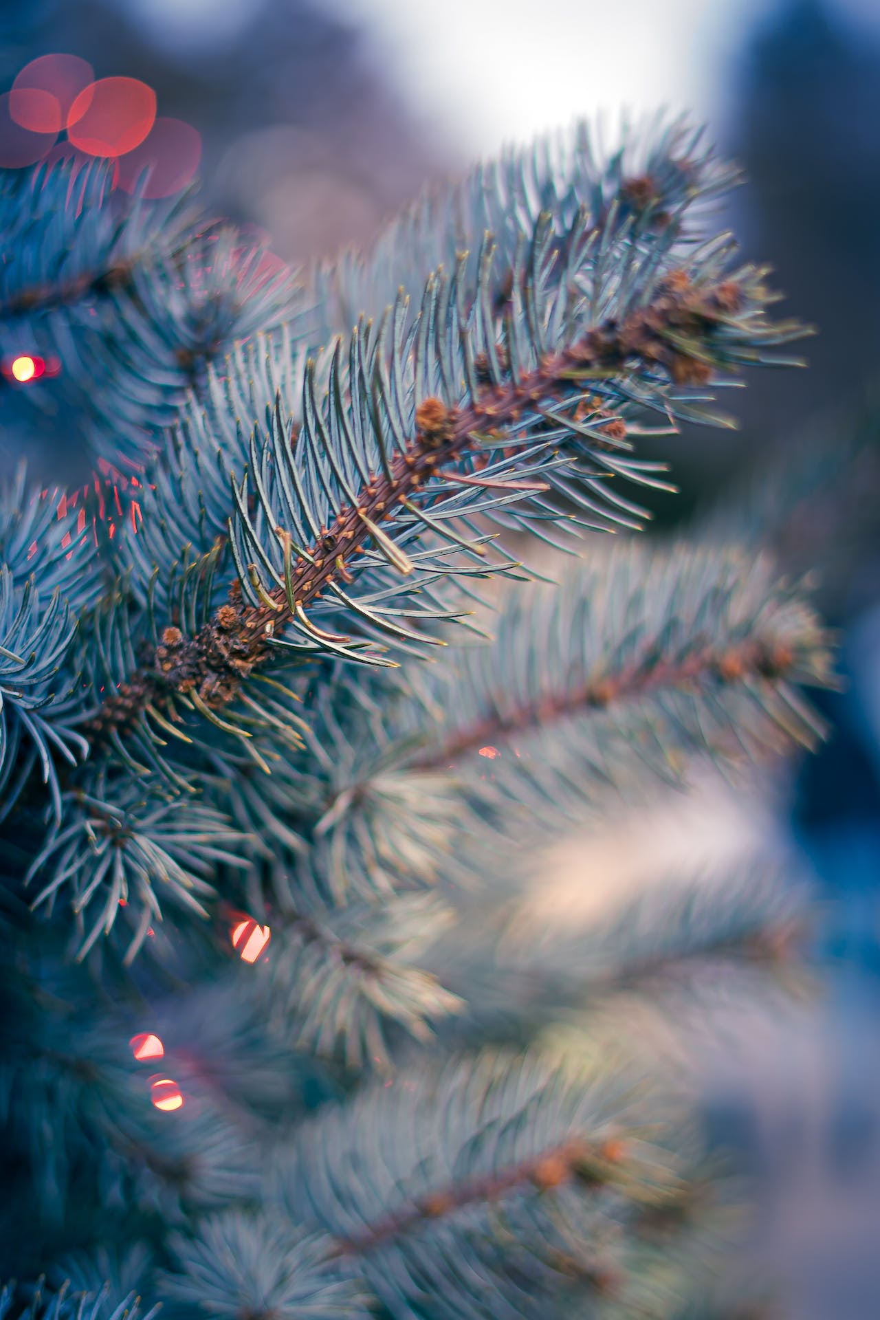 Prikupljanje božičnih drvaca